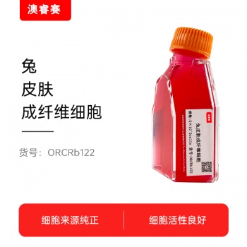 兔皮肤成纤维细胞