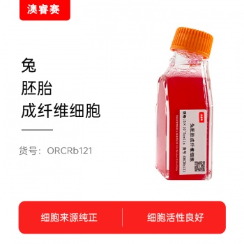 兔胚胎成纤维细胞