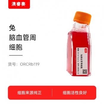 兔脑血管周细胞