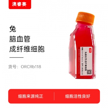 兔脑血管成纤维细胞