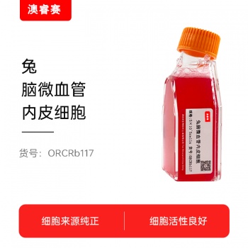 兔脑微血管内皮细胞