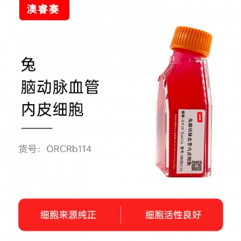 兔脑动脉血管内皮细胞