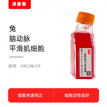 兔脑动脉平滑肌细胞