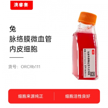 兔脉络膜微血管内皮细胞