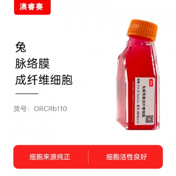 兔脉络膜成纤维细胞