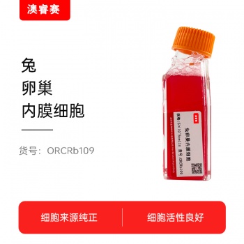 兔卵巢内膜细胞