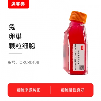 兔卵巢颗粒细胞