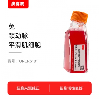 兔颈动脉平滑肌细胞