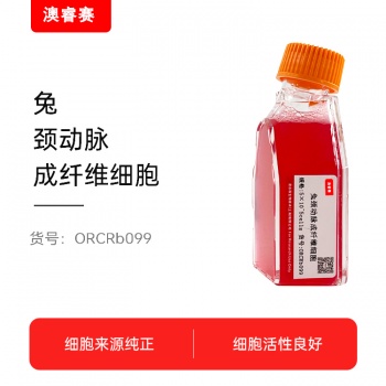 兔颈动脉成纤维细胞