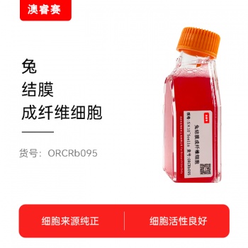 兔结膜成纤维细胞