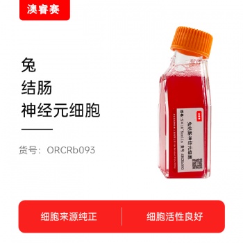 兔结肠神经元细胞