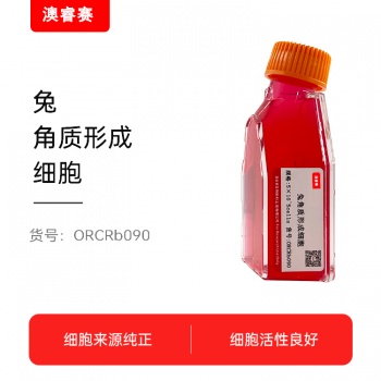 兔角质形成细胞