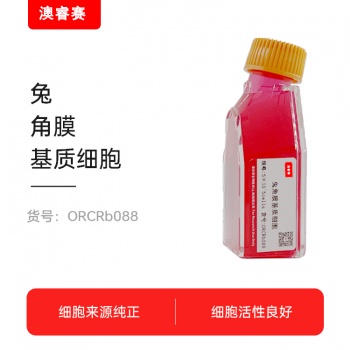 兔角膜基质细胞