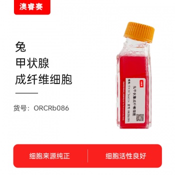 兔甲状腺成纤维细胞