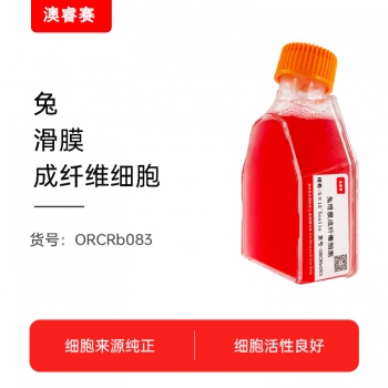 兔滑膜成纤维细胞