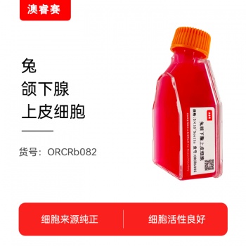 兔颌下腺上皮细胞