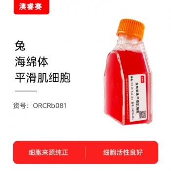 兔海绵体平滑肌细胞