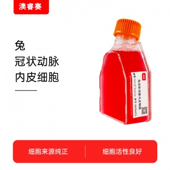 兔冠状动脉内皮细胞