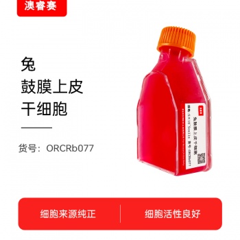 兔鼓膜上皮干细胞