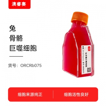 兔骨髓巨噬细胞