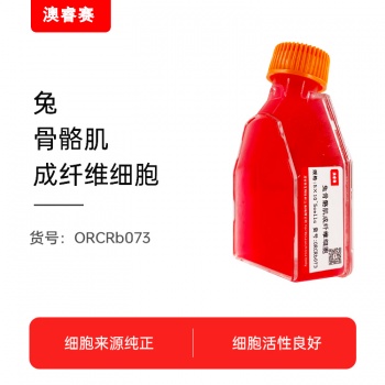 兔骨骼肌成纤维细胞