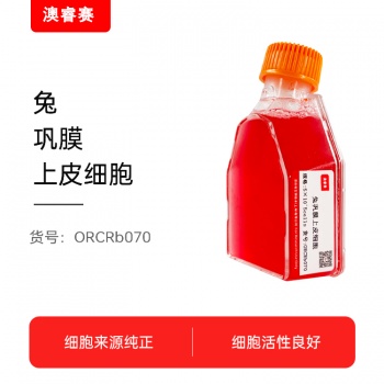 兔巩膜上皮细胞