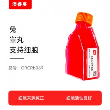 兔睾丸支持细胞