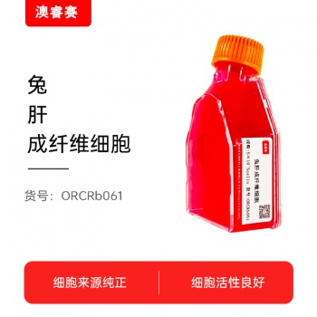 兔肝成纤维细胞