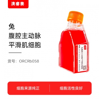 兔腹腔主动脉平滑肌细胞