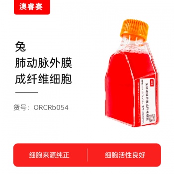 兔肺动脉外膜成纤维细胞