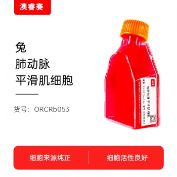 兔肺动脉平滑肌细胞