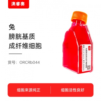 兔膀胱基质成纤维细胞