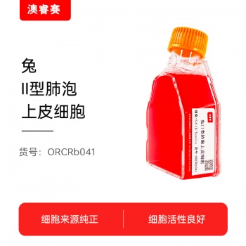 兔II型肺泡上皮细胞