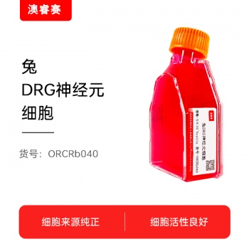 兔DRG神经元细胞