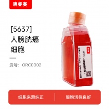 5637（人膀胱癌细胞）