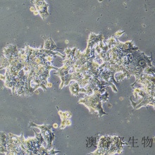 22RV1（人前列腺癌细胞）