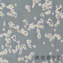 22RV1（人前列腺癌细胞）