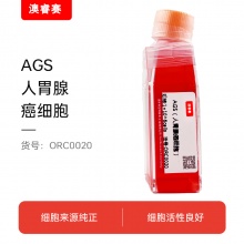 AGS（人胃腺癌细胞）