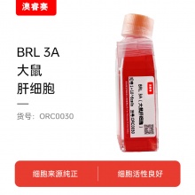 BRL 3A（大鼠肝细胞）