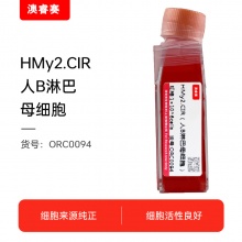HMy2.CIR（人B淋巴母细胞）