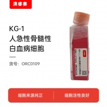 KG-1（人急性骨髓性白血病细胞）