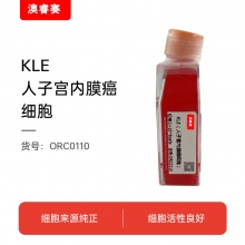 KLE（人子宫内膜癌细胞）
