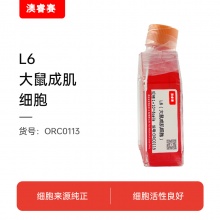 L6（大鼠成肌细胞）