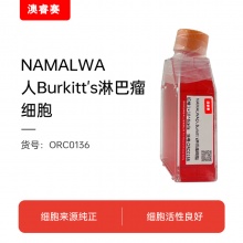 NAMALWA（人Burkitt's淋巴瘤细胞）