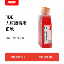 RBE（人肝胆管癌细胞）