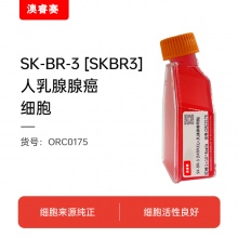 SK-BR-3 [SKBR3]（人乳腺腺癌细胞）
