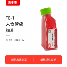 TE-1（人食管癌细胞）