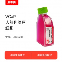 VCaP（人前列腺癌细胞）