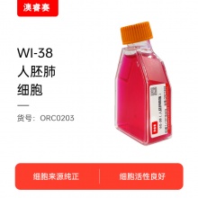 WI-38（人胚肺细胞）