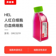 HEL（人红白细胞白血病细胞）